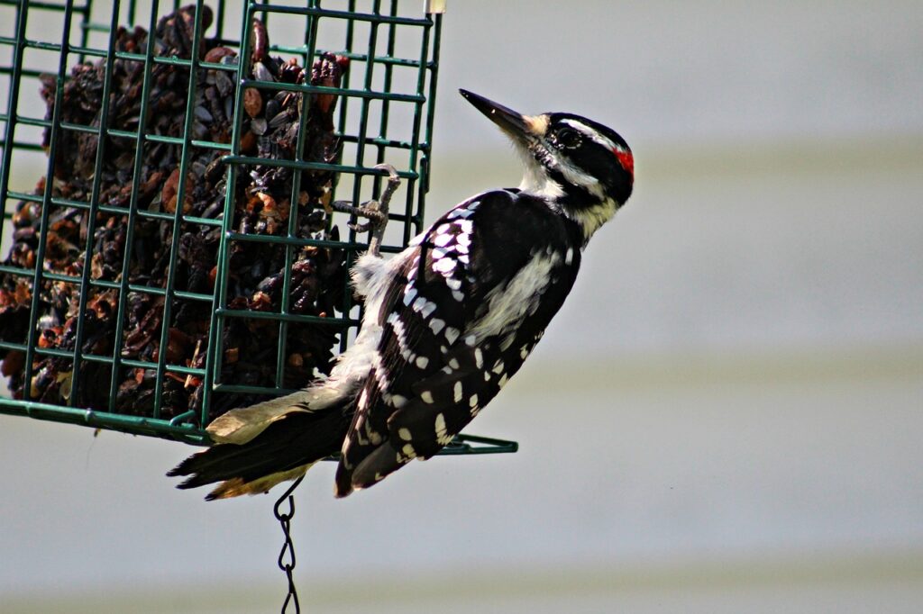 A Hairy Woodpecker feeding on a suet cage.