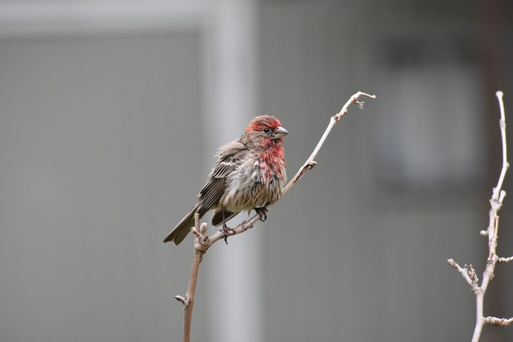 A House Finch perched on a bare tree branch.