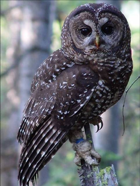 This Spotted Owl has a more "spotted" appearance than the Barred Owl, hence it's name.