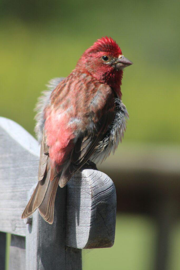  A Purple Finch perched on a wooden gate. 