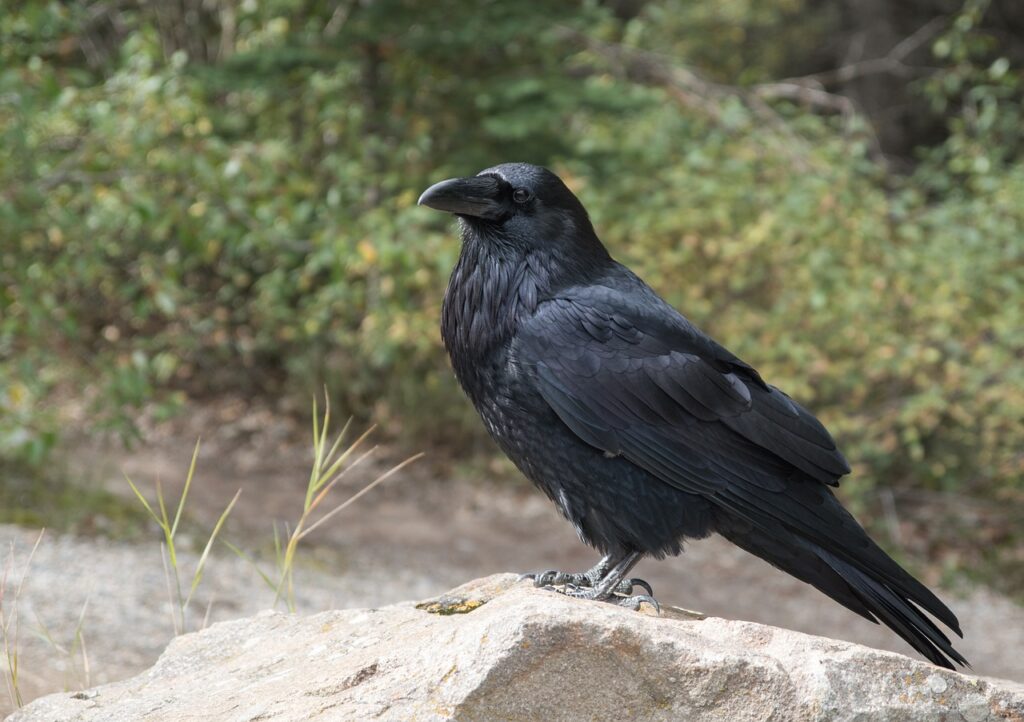 A larger Raven, as shown here perched on the ground with green brush shown in the background, also has a larger beak than an American Crow.