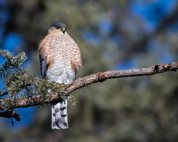 A Sharp-shinned Hawk, like the one shown perched high on a tree branch, has a more dome-shaped head. than a Cooper's Hawk.