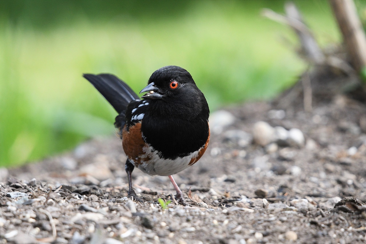 A Spotted Towhee is one of the several often misidentified birds.