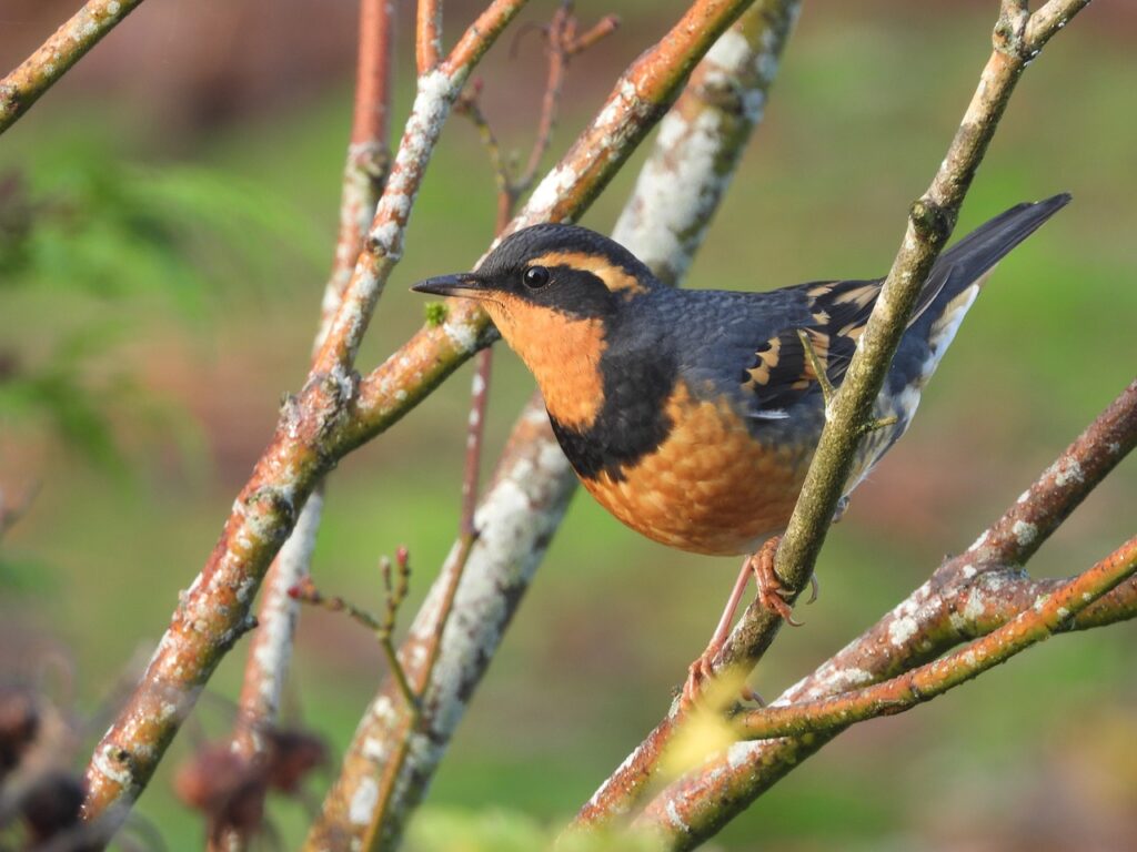 A Varied Thrush, unlike an American Robin, sports signature black banding around the eyes and throat, as seen here.