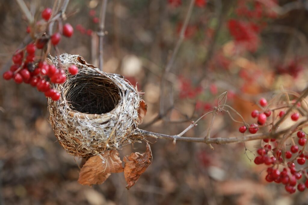 An empty nest, shown in a tree with red berries growing.