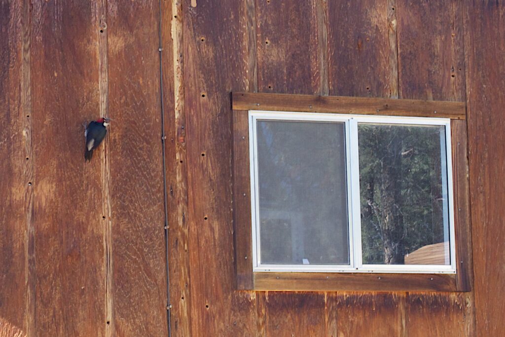 An Acorn Woodpecker gets ready to drill on the side of a house with wood siding, next to a window.