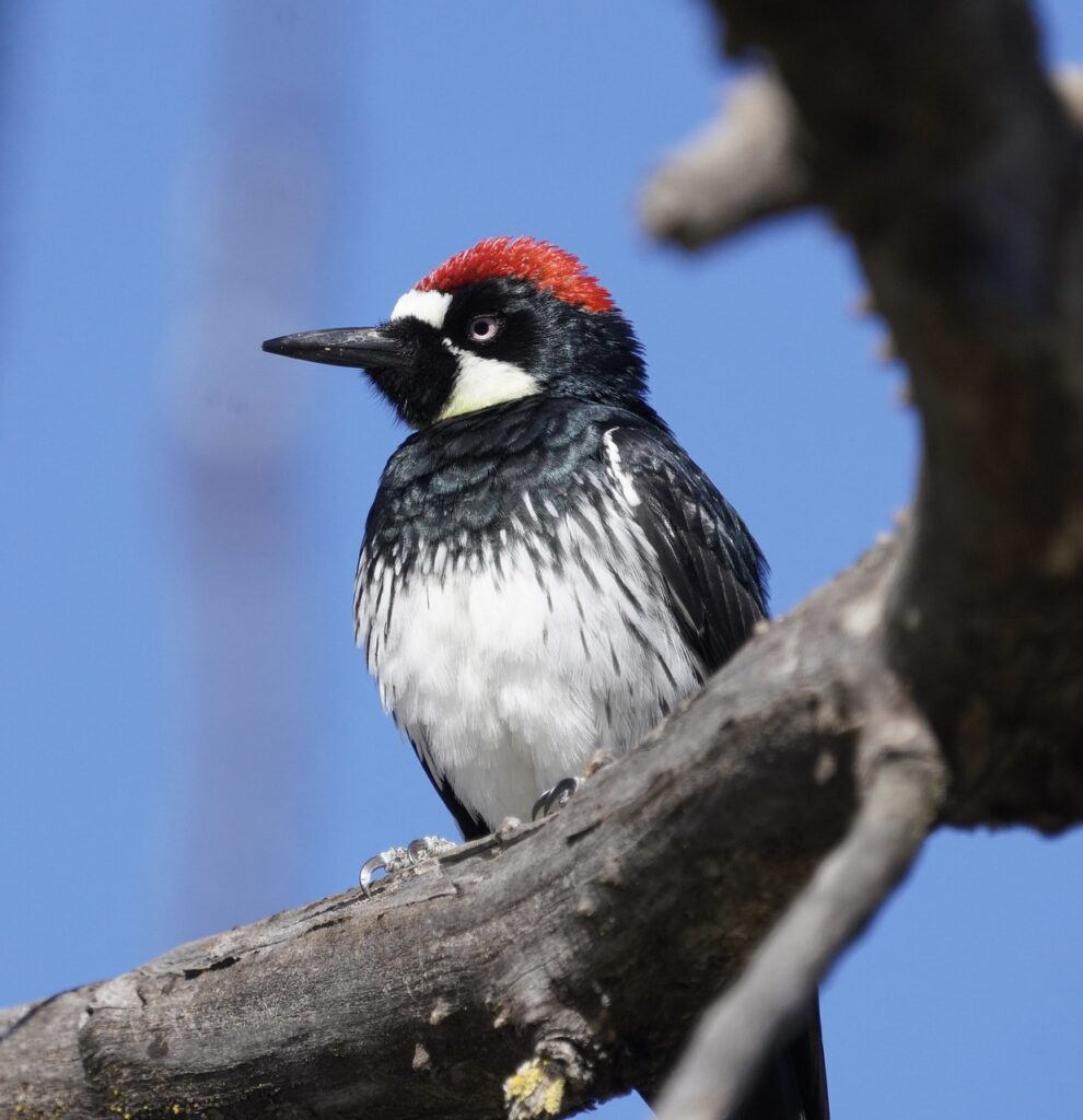 An Acorn Woodpecker perches high on a tree branch with a blue sky background.