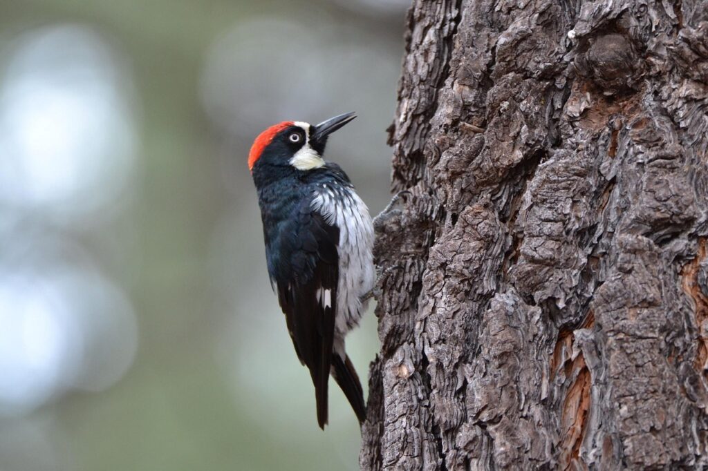 An Acorn Woodpecker perches on the side of a tree trunk.