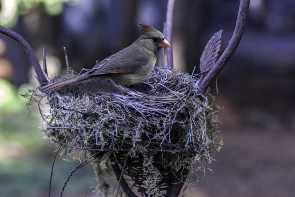 A female Northern Cardinal sits on a nest in a tree.