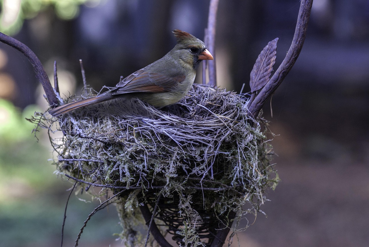 A female Northern Cardinal sits on a nest in a tree.