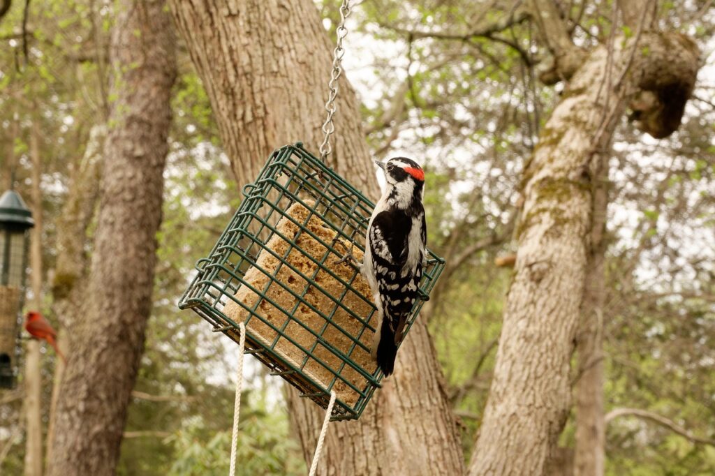 A Downy Woodpecker feeds at a suet feeder, hung high in a tree.