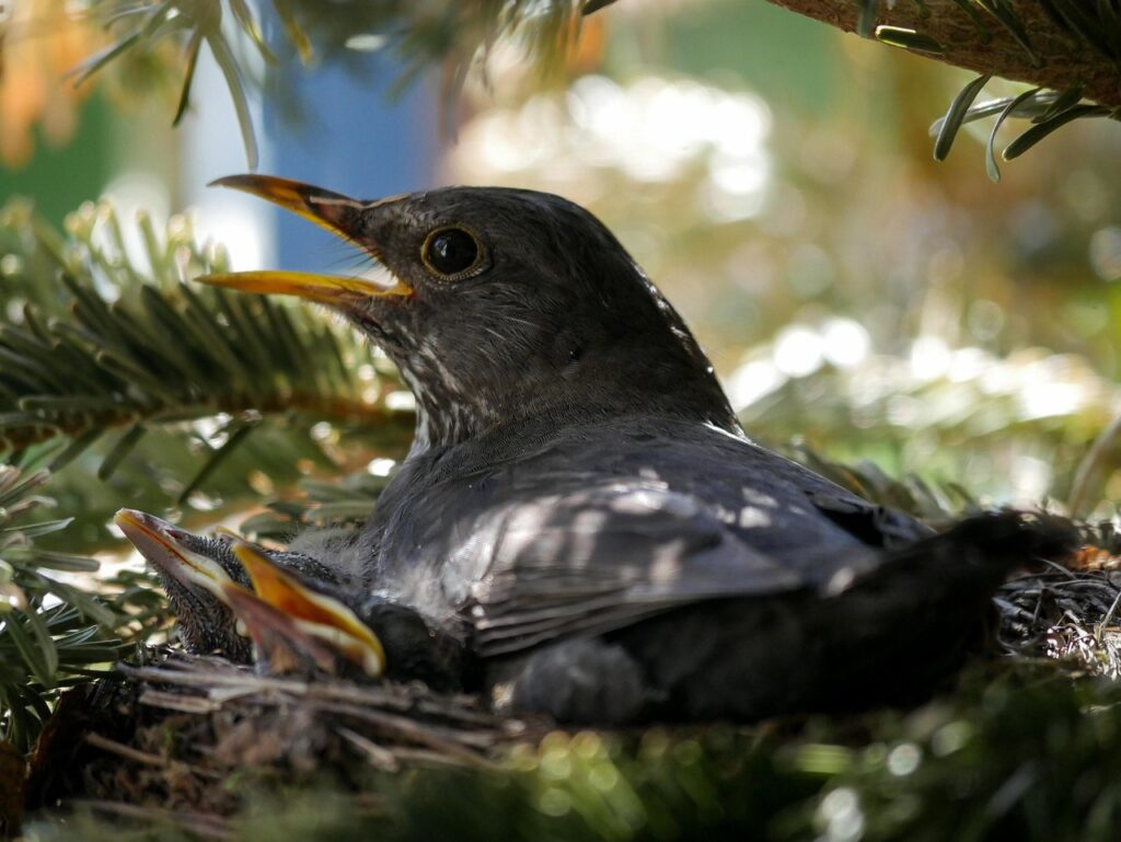 A black bird shown sitting on a nest, with hatchlings under her, in a pine tree. 