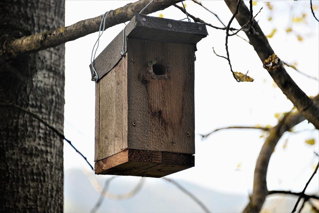 A nest box hung high in a tree makes the perfect nesting spot for woodpeckers.