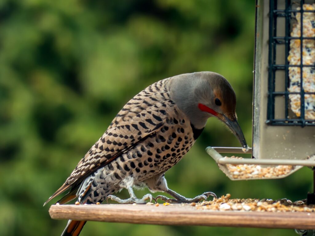 The Northern Flicker, seen here eating seed out of a bird feeder, is just one of the many woodpecker species found in Big Bear Lake. 