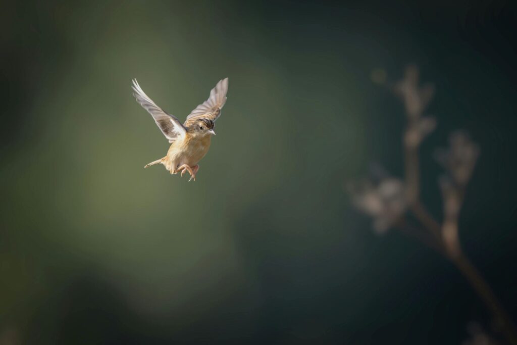 A sparrow shown in mid-flight, wings upturned, in an act of "flushing," which is a behavior where a bird suddenly appears from cover to deter predators from their nest.