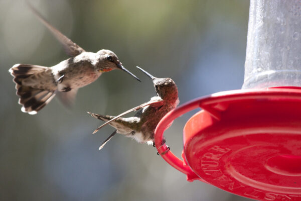 A hummingbird aggressively flying towards another hummingbird at a feeder.