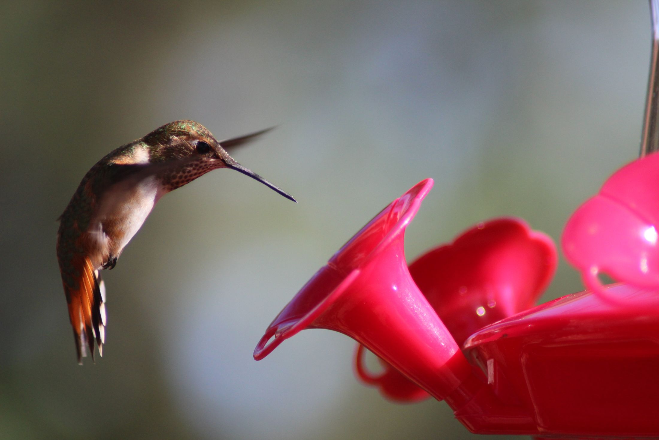An Allen's Hummingbird hovers, ready to feed at a red hummingbird feeder.