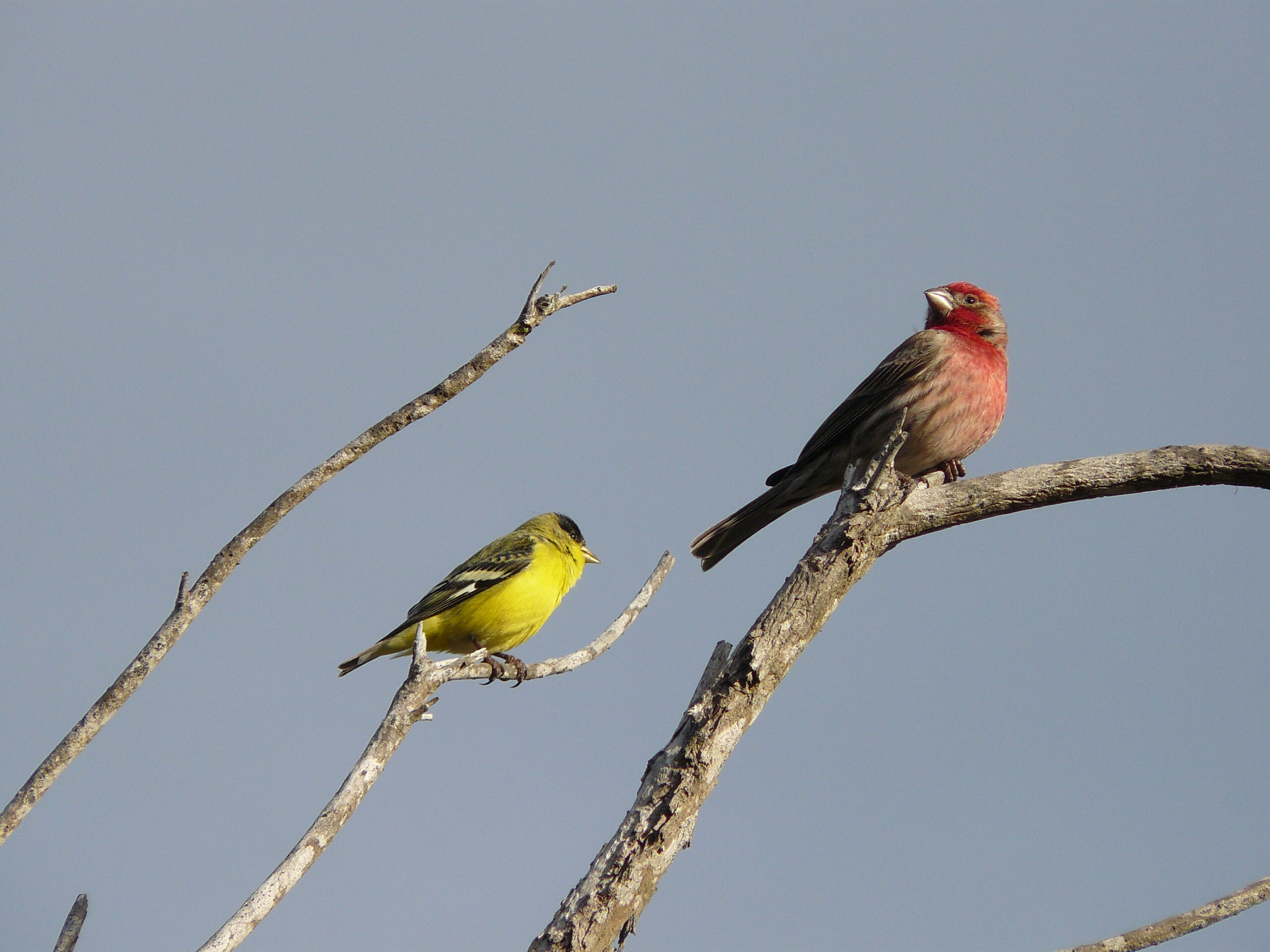 An American Goldfinch and a House Finch perch on bare tree branches with a blue sky background.