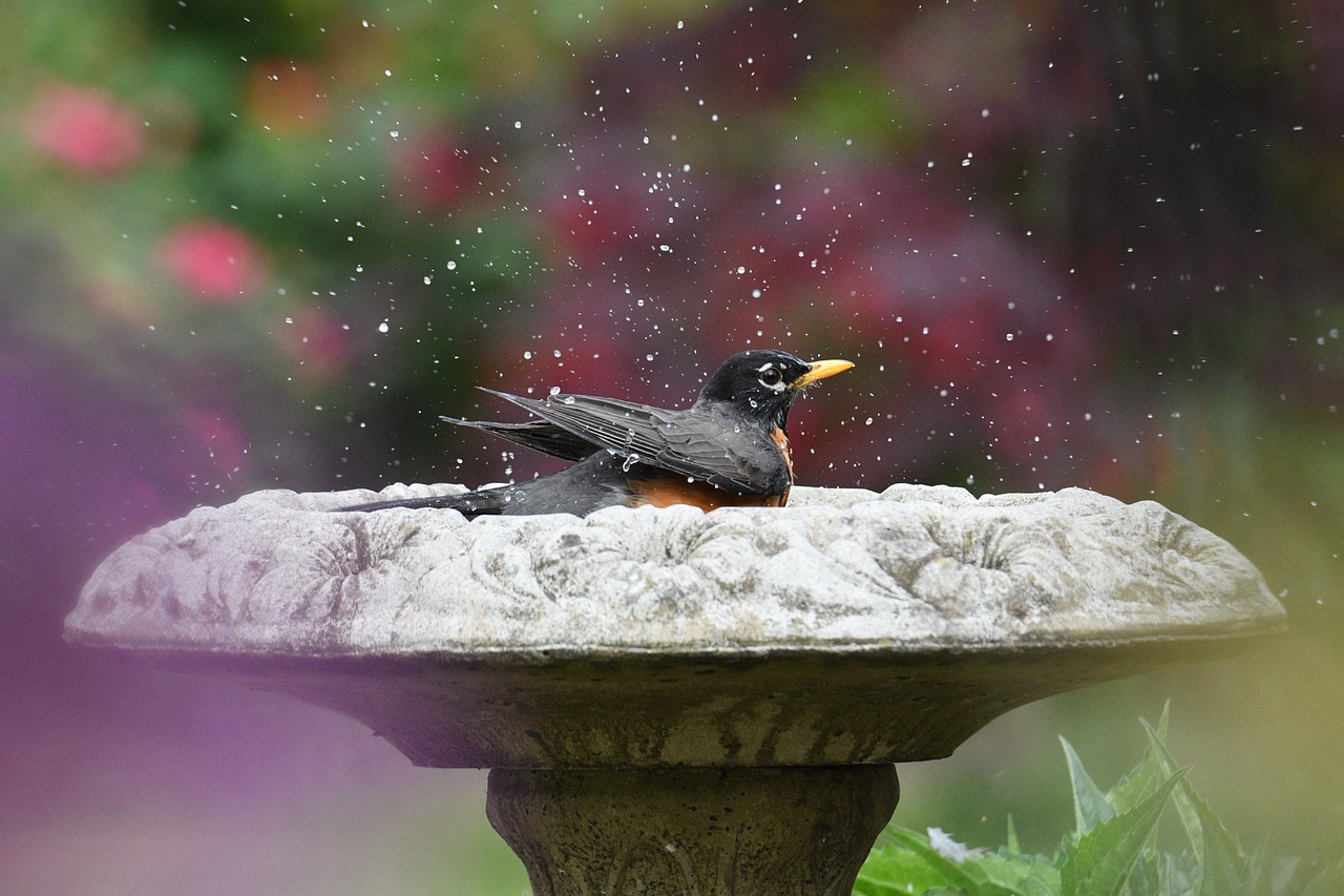 An American Robin bathes itself in a bird bath, drops of water flying in every direction as it flaps its wings.