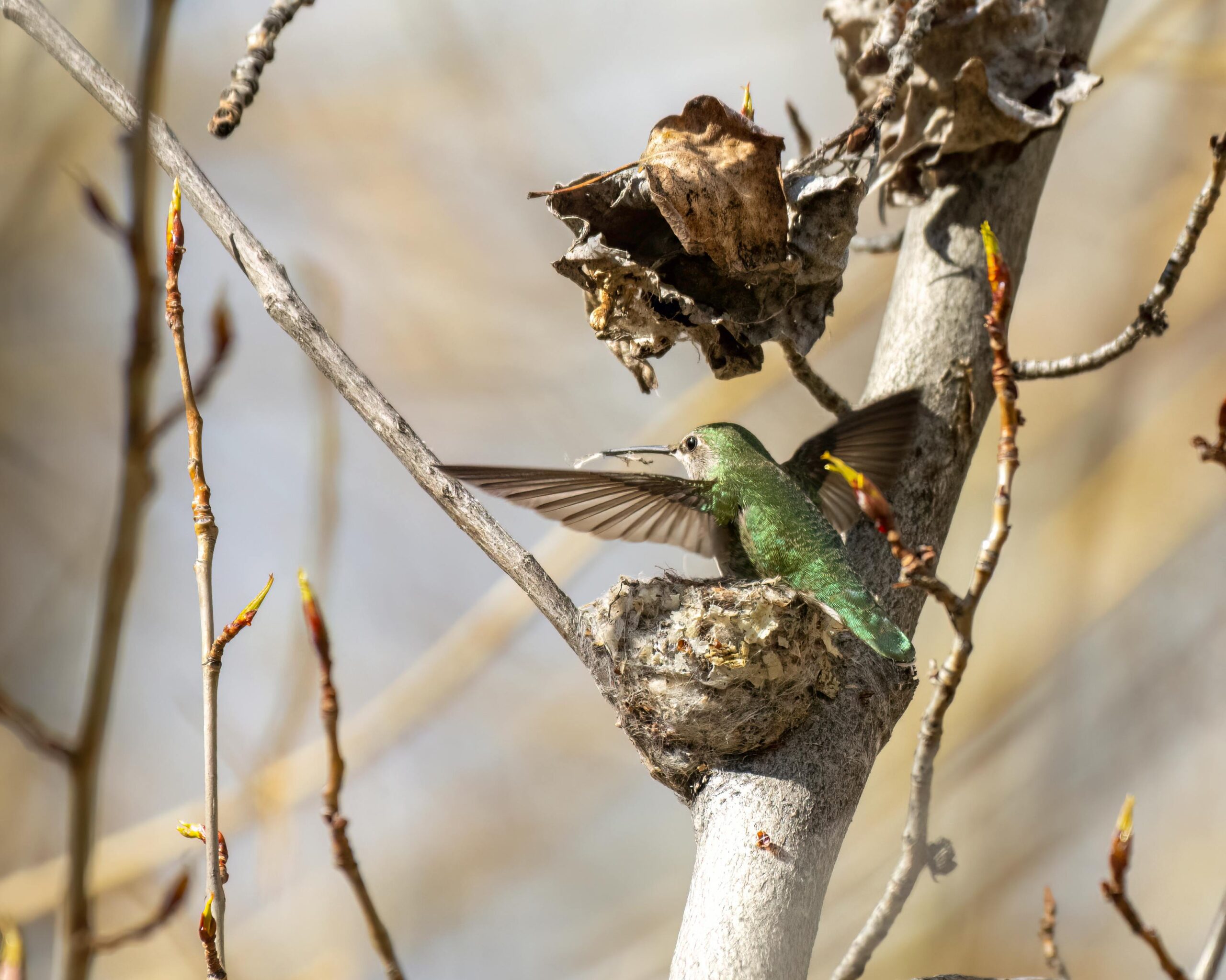 A female Anna's Hummingbird sits atop her nest, which is nestled in the crook of a tree branch.