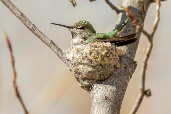 An Anna's Hummingbird sits on her nest, nestled on a bare tree branch.