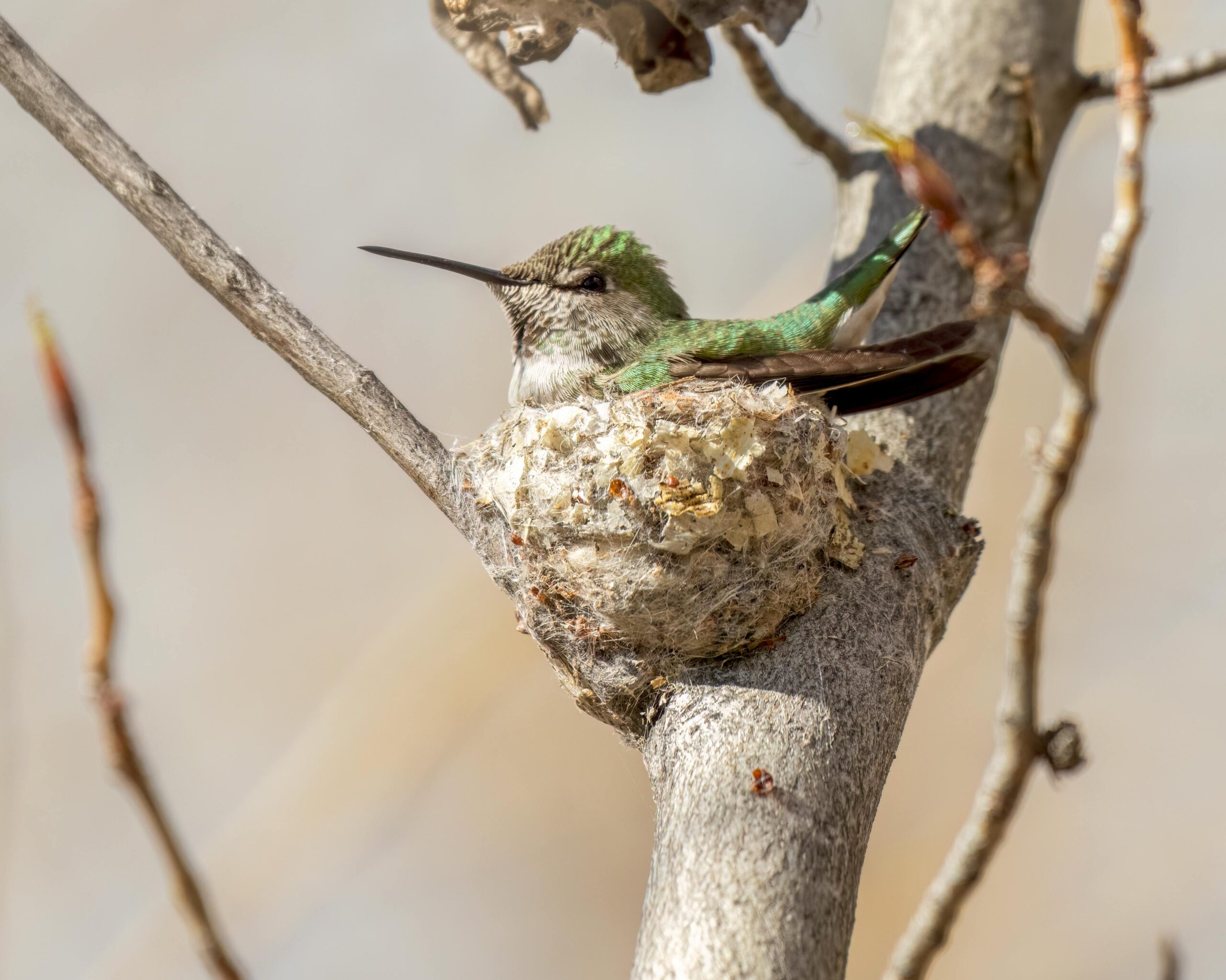 An Anna's Hummingbird sits on her nest, nestled on a bare tree branch.