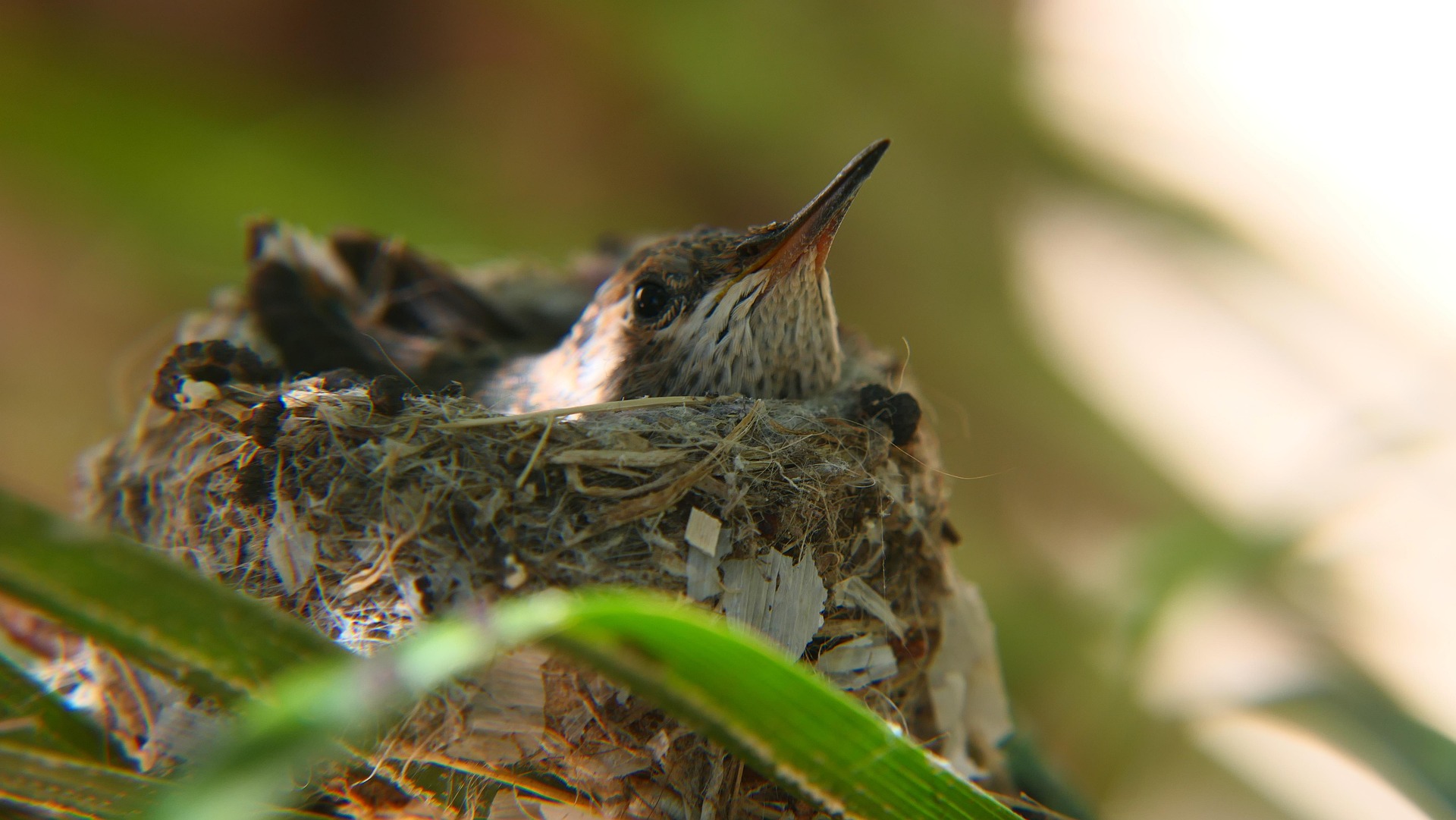 A hummingbird sits on a nest in a tree.