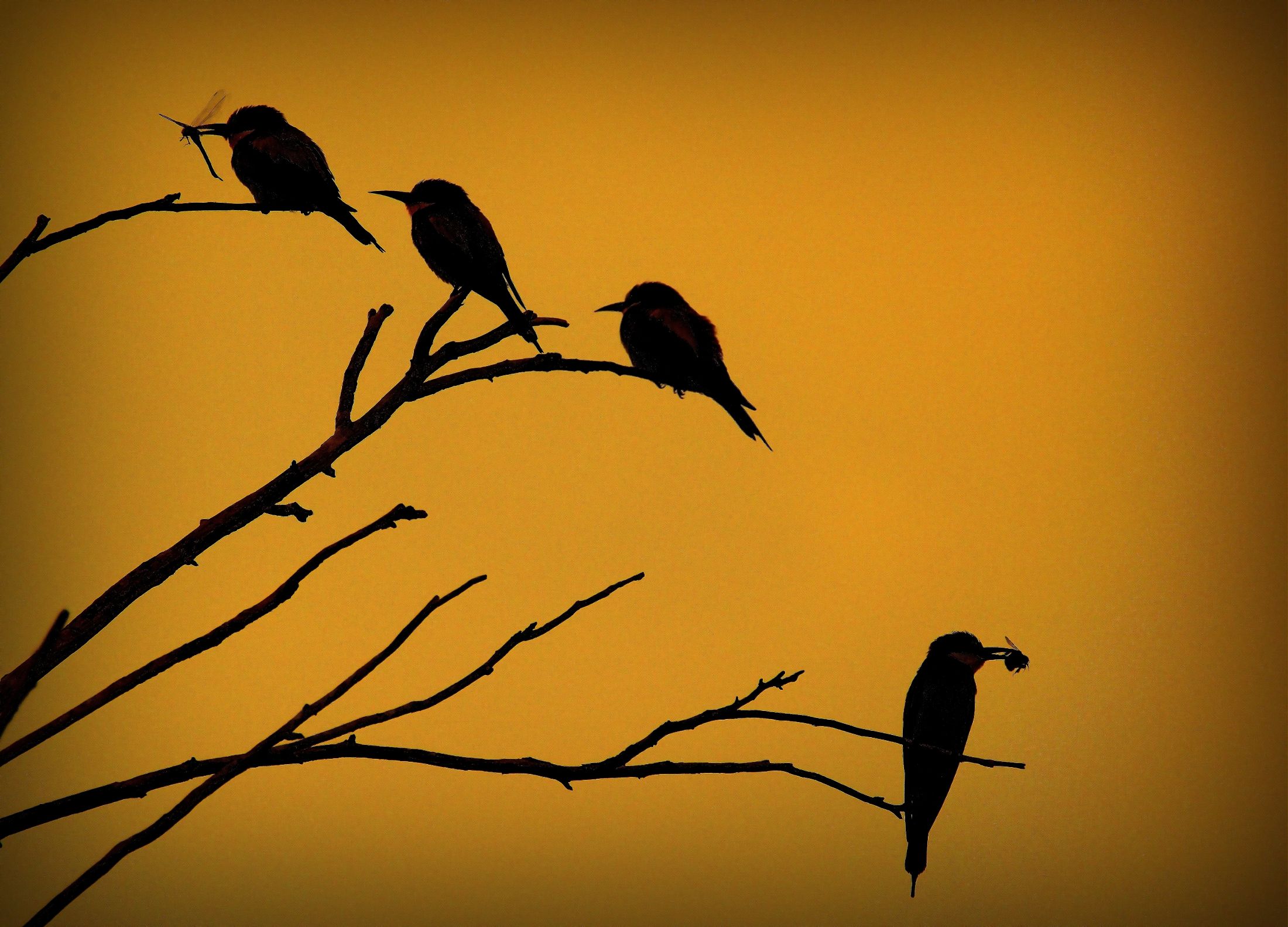 A row of birds perch on bare branches of the same tree, casting an eerie silhouette with the background of a smoky sky.