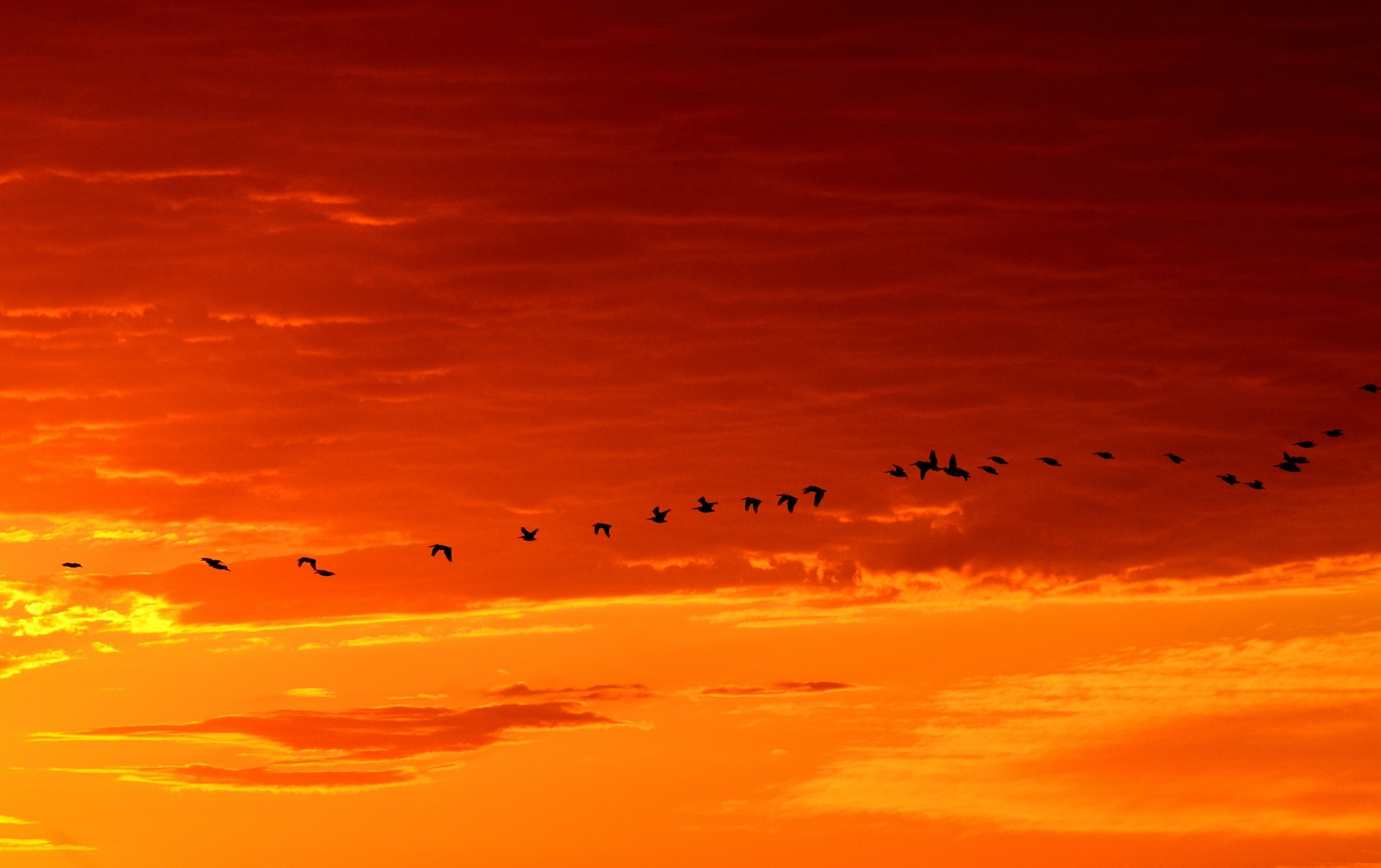 A line of birds in the distance, flying in a fiery sunset sky.