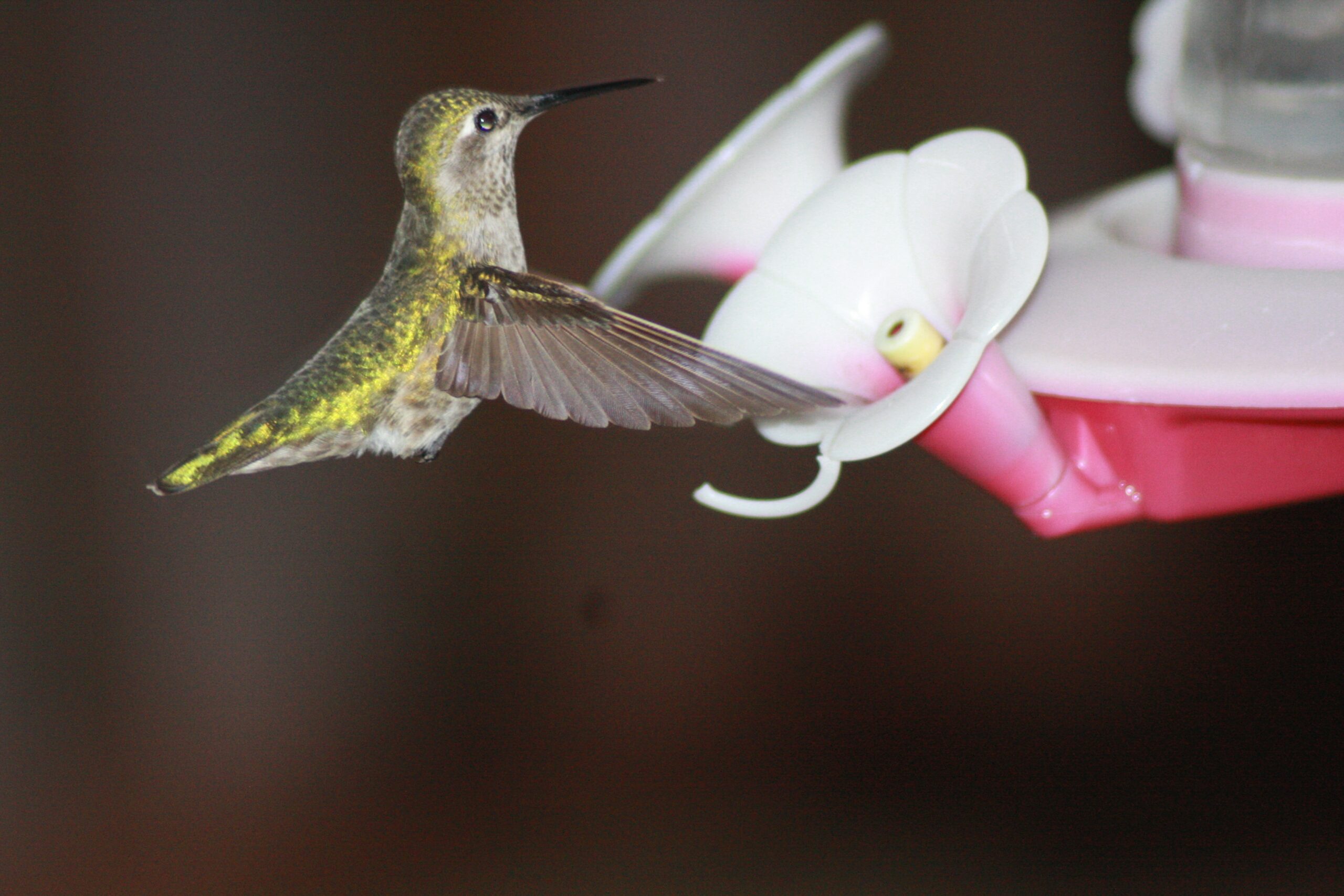A female Anna's Hummingbird flaps its wings as it hovers to feed at a hummingbird feeder.