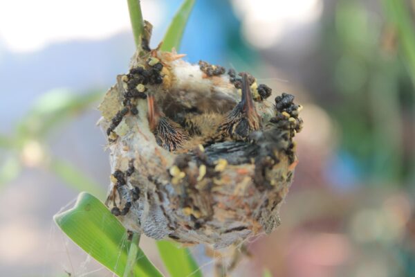 Hummingbirds Using Nesting Box How to Attract Nesting Hummingbirds to Your Yard – Chirp Nature Center