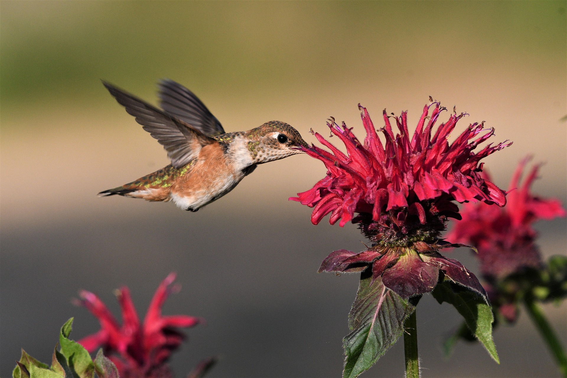 A Rufous Hummingbird feeds on a bee balm flower mid flight.