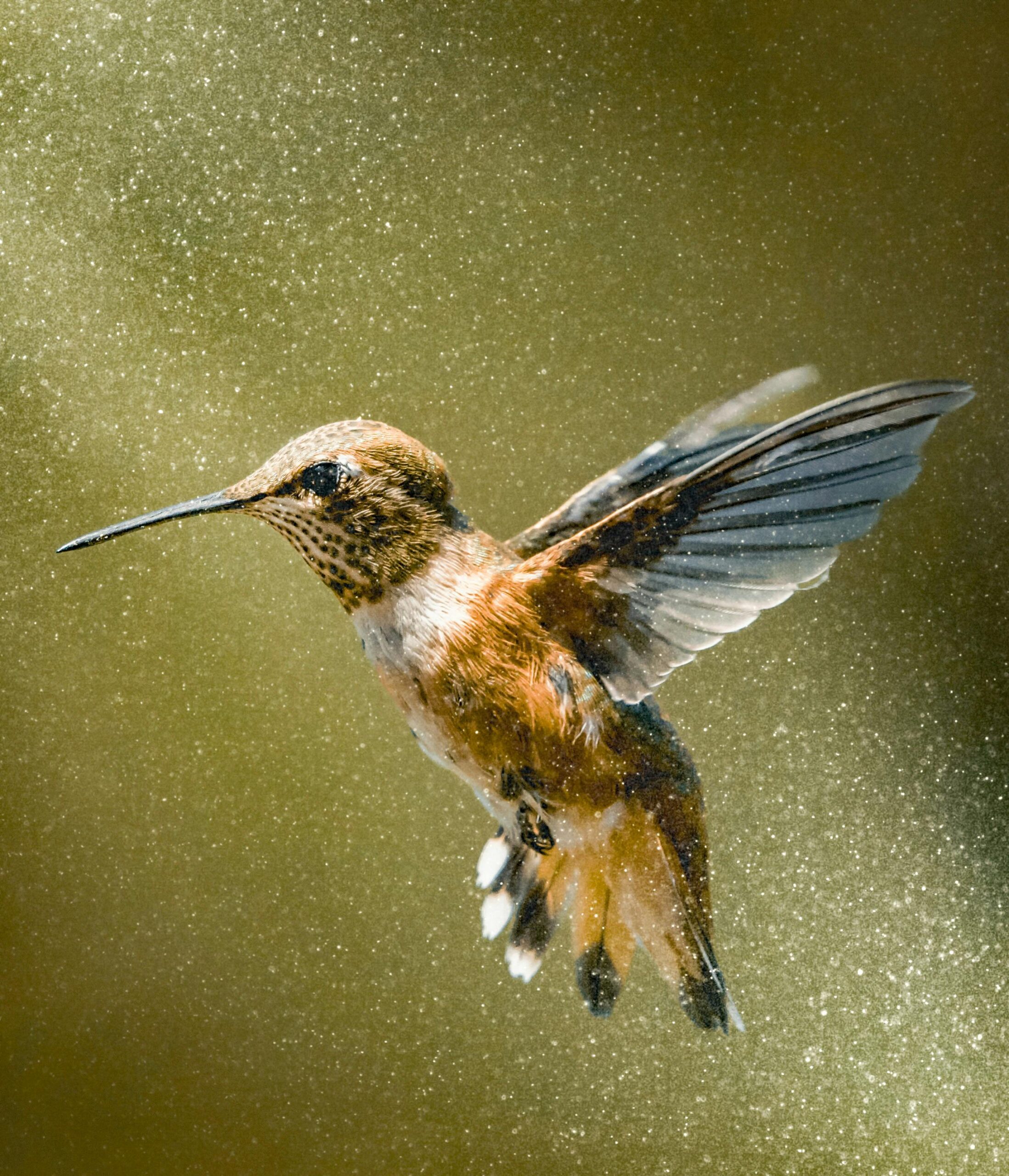 A Rufous Hummingbird flies through a light mist of water, small droplets surrounding its outstretched wings.