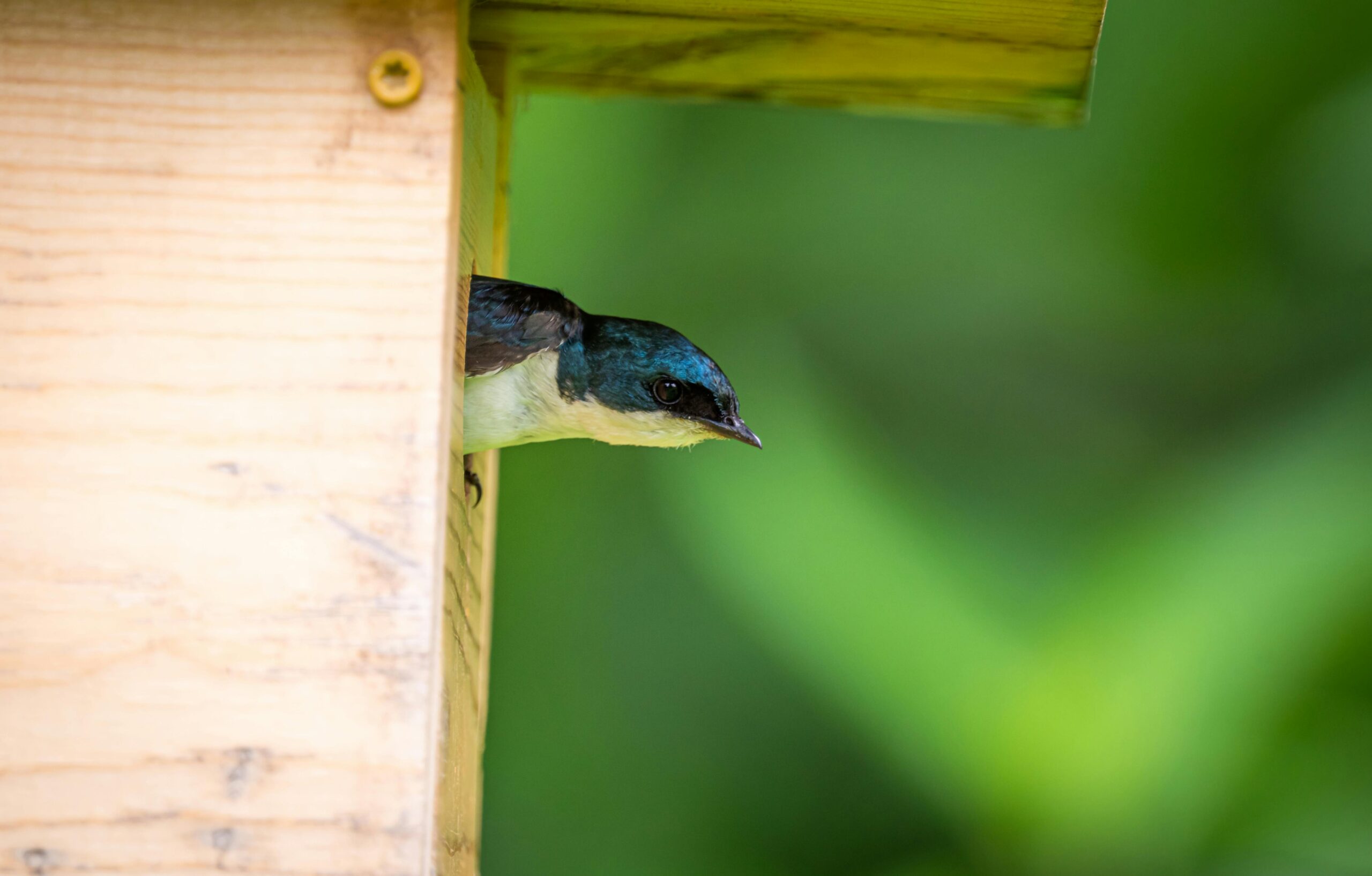 A bird peeks out of the entrance hole of a nest box with an added roof that creates more shade.