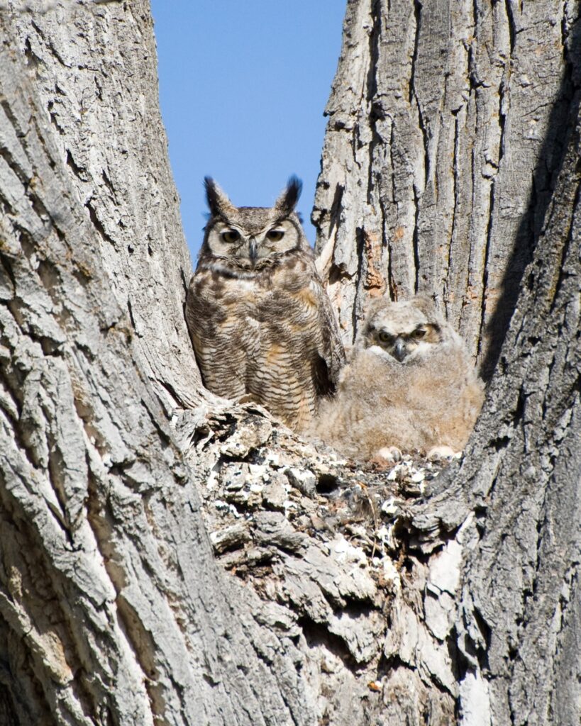 A Great Horned Owl and owlet peer at the camera from a nook inside a tree trunk.