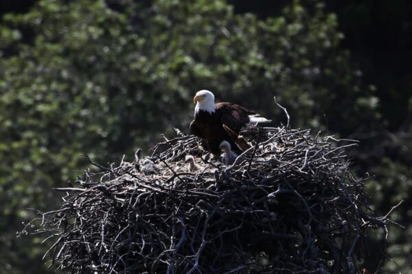 A Bald Eagle and eaglets sit in a treetop nest with greenery all around them.