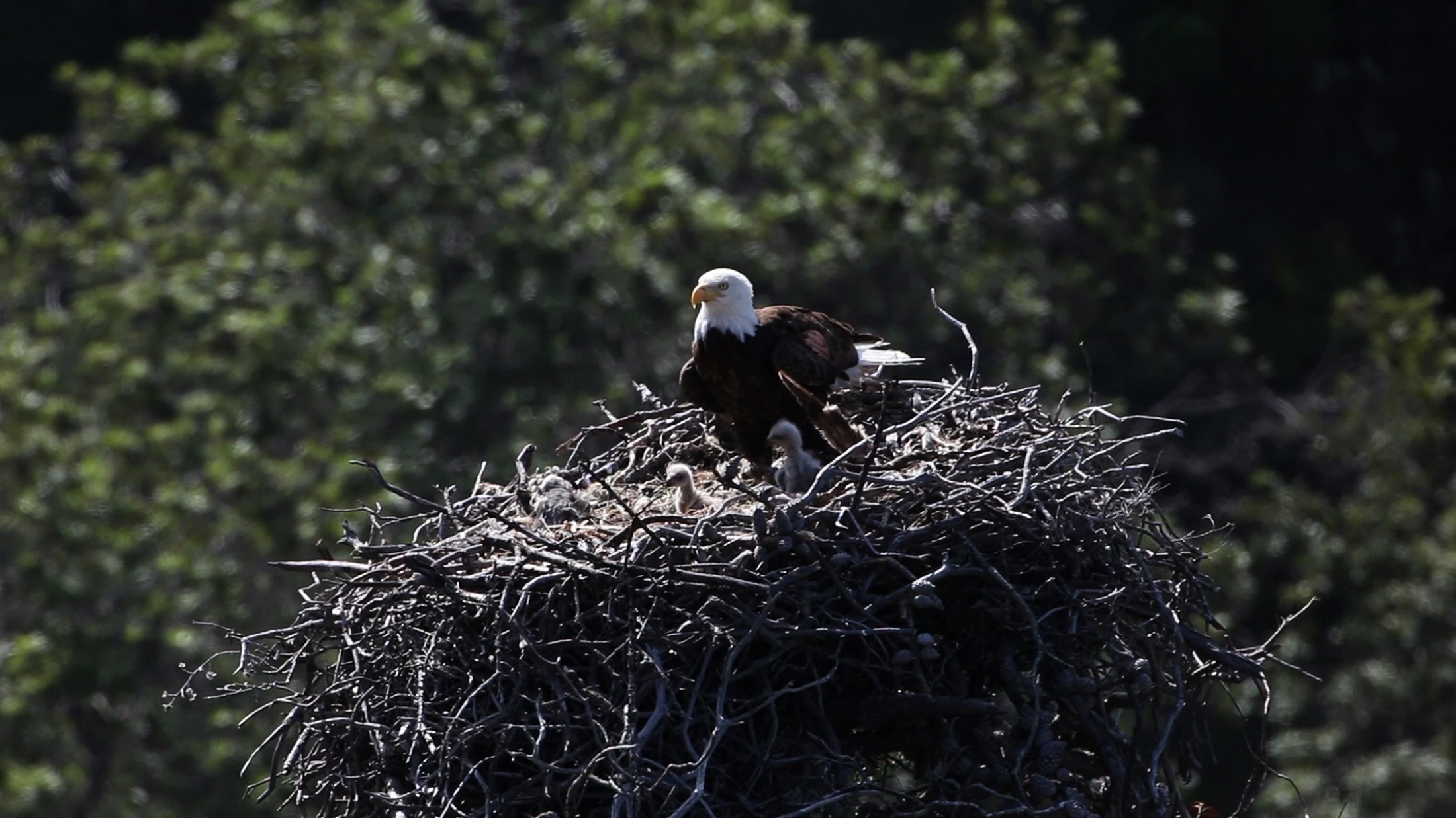 A Bald Eagle and eaglets sit in a treetop nest with greenery all around them.