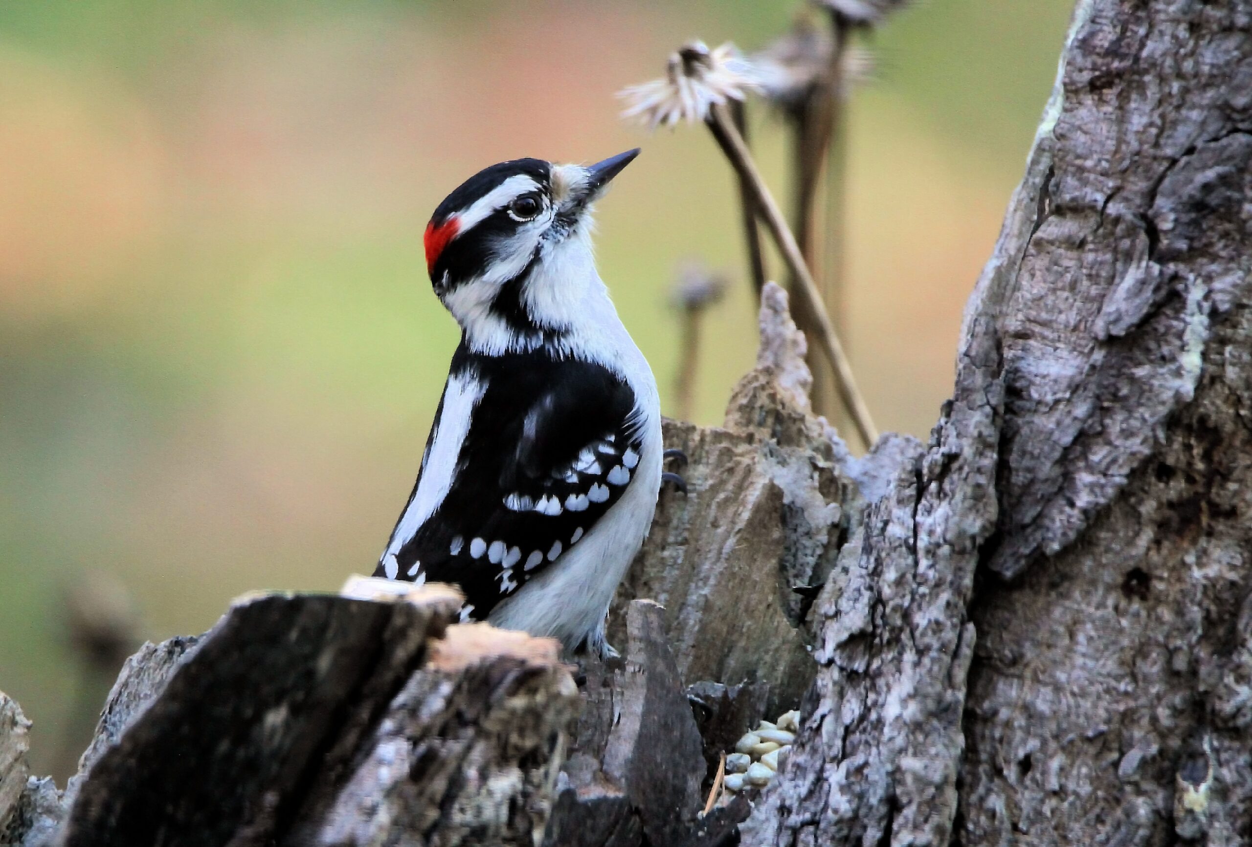 A male Downy Woodpecker perches on the side of a tree trunk, peering up at the sky.