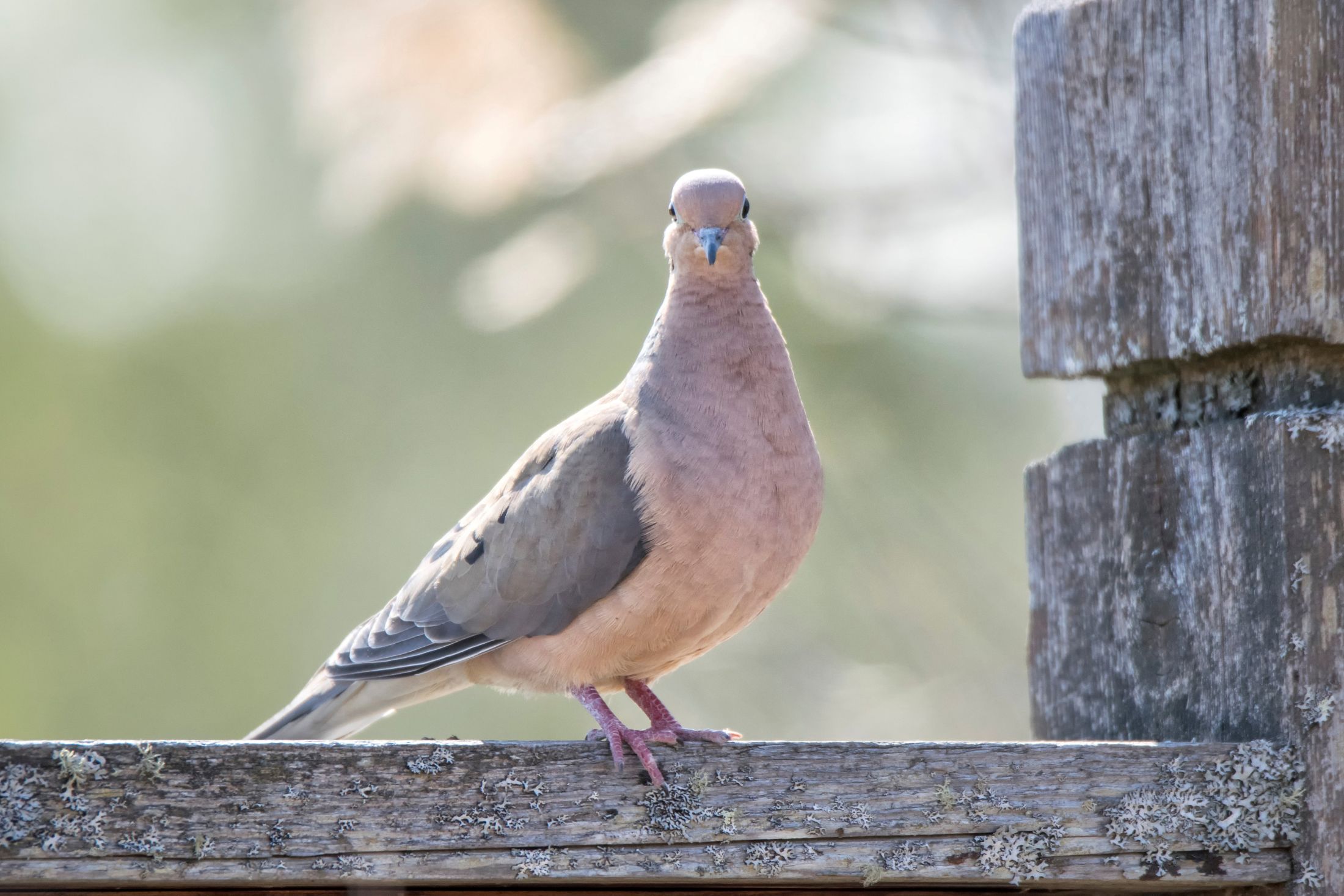 A male Mourning Dove looks straight at the camera while perched on a building.