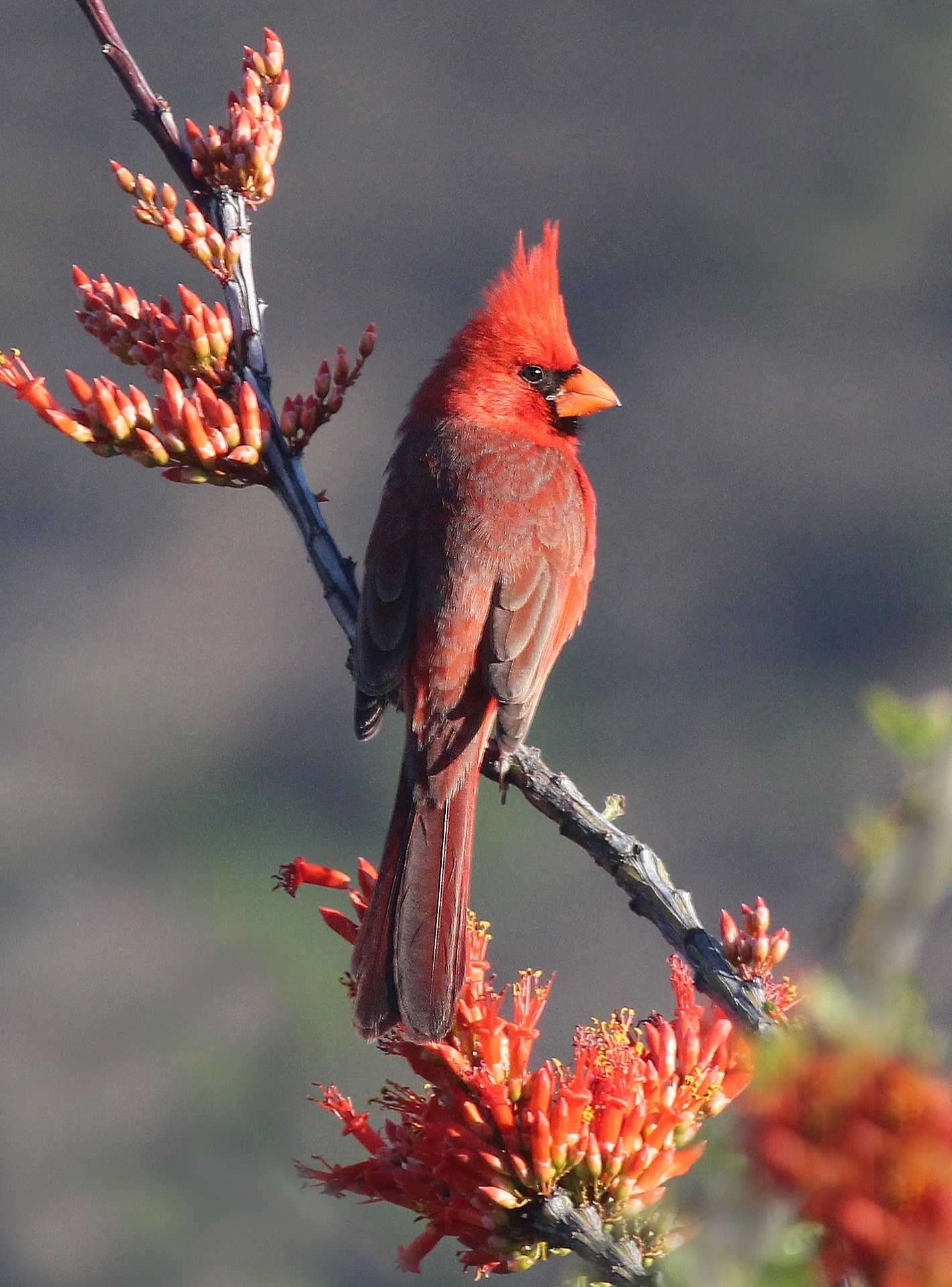 A profile of a male Northern Cardinal, shown sunlit in soft light on a tree branch with red blooms.