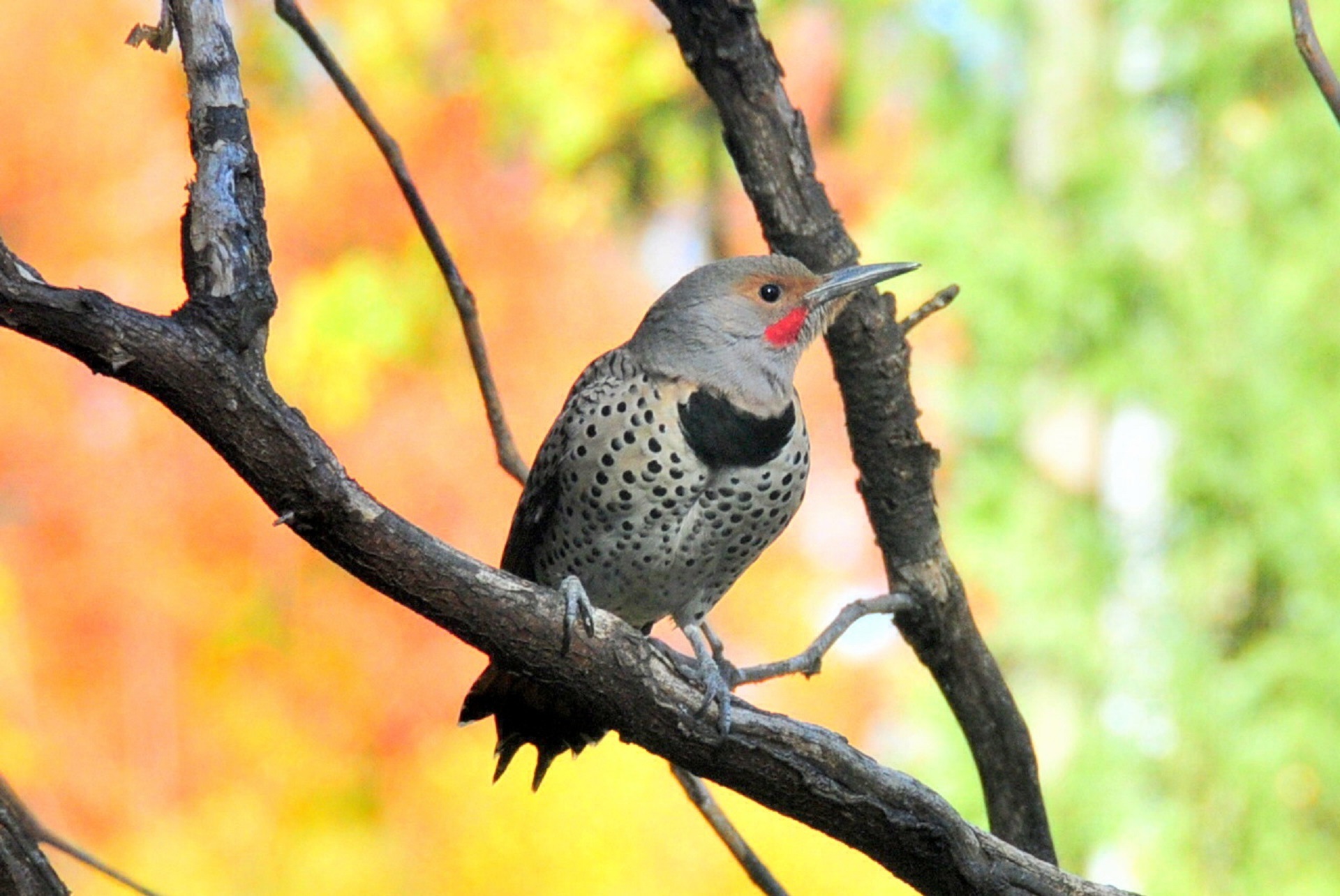 A male Northern Flicker perches on a bare tree branch, looking out across the sky. 