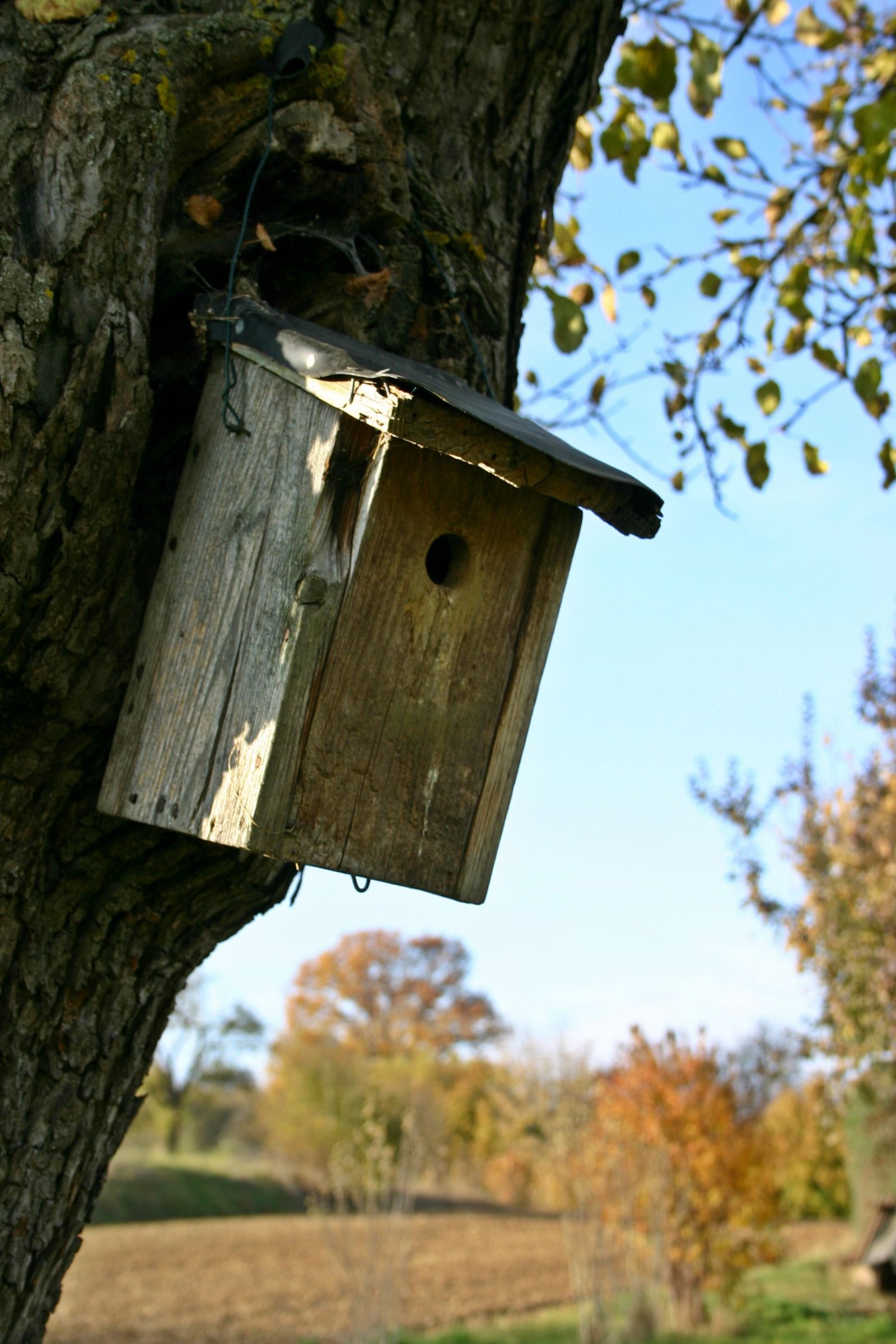 A wooden nest box mounted on a tree trunk in the shade.