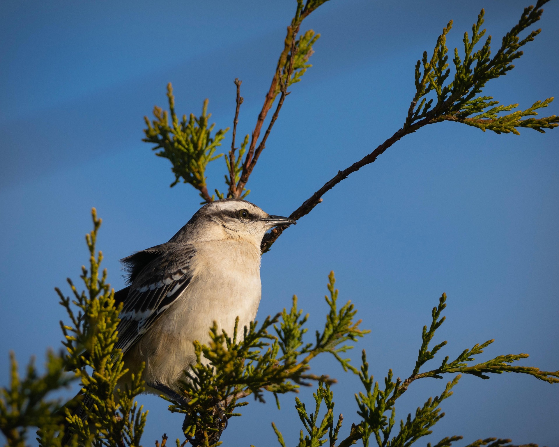 A Northern Mockingbird perches on a green tree branch, with blue sky shown above him.