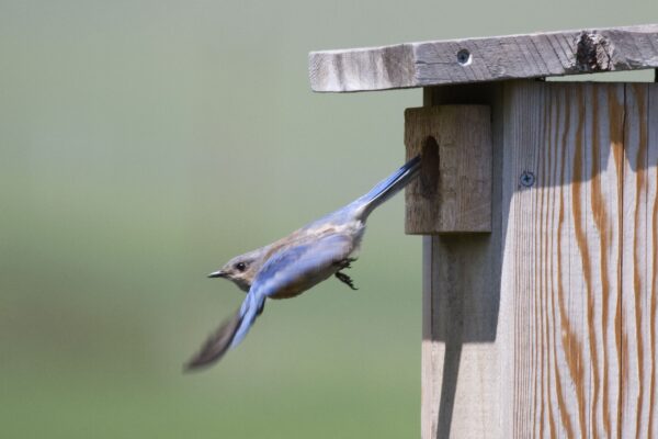A Western Bluebird flies out of the entrance hole of a nest box on a sunny day.