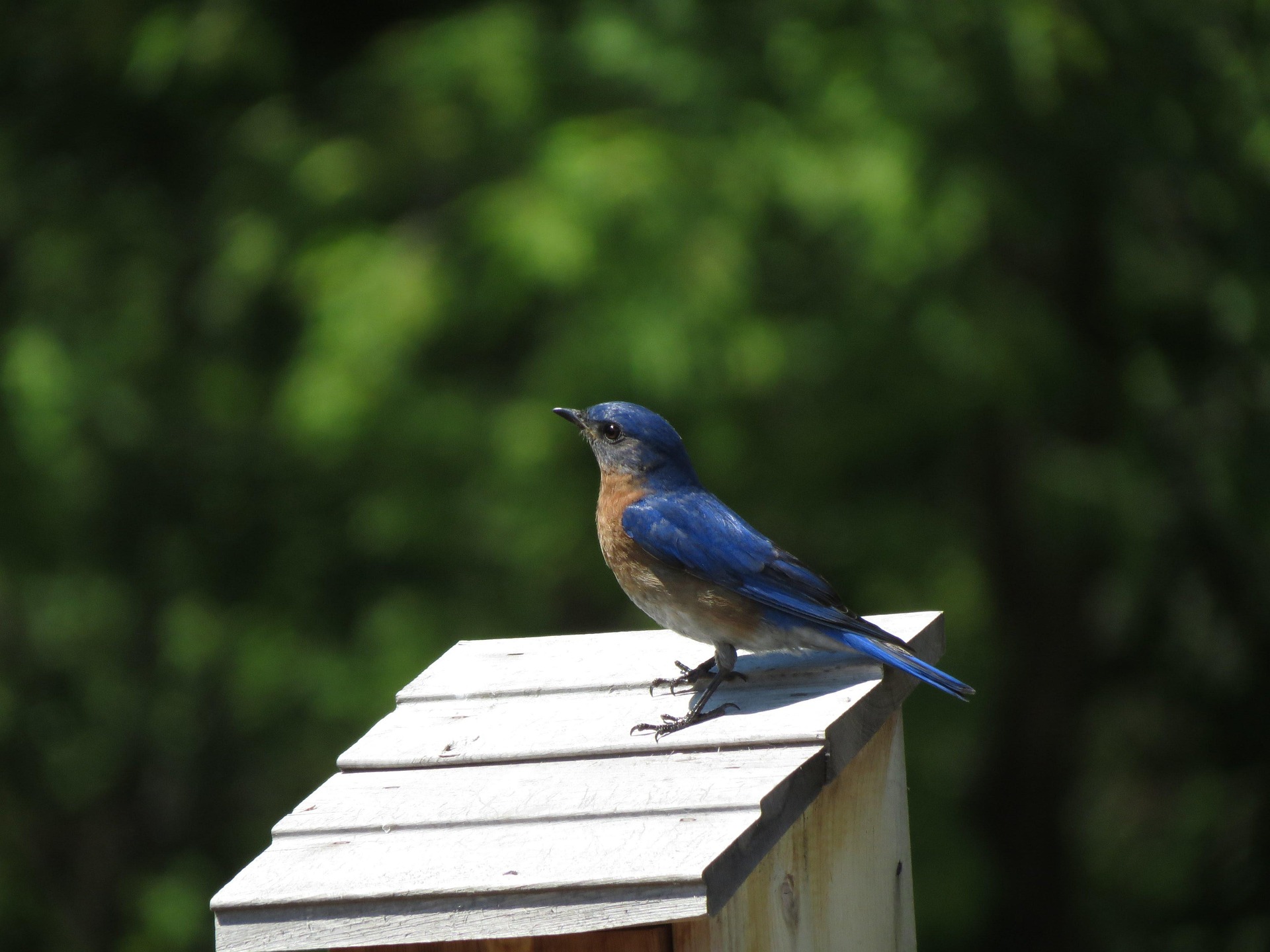 A Western Bluebird perches on the top of a birdhouse, seemingly basking in the summer sun.