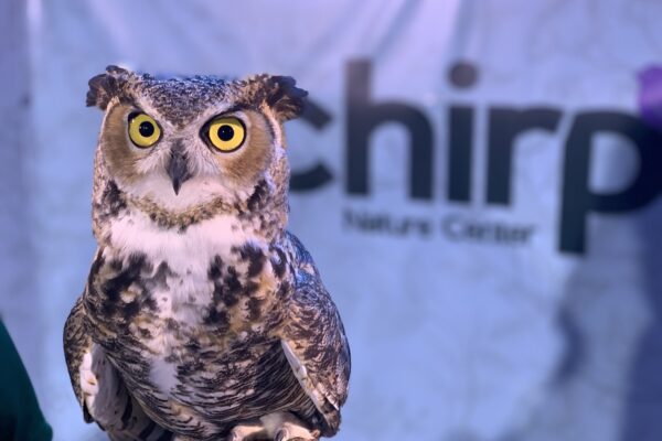An owl presentation at Chirp--enjoy animal presentations and more at the Wings and Wild Things Festival, coming up soon!