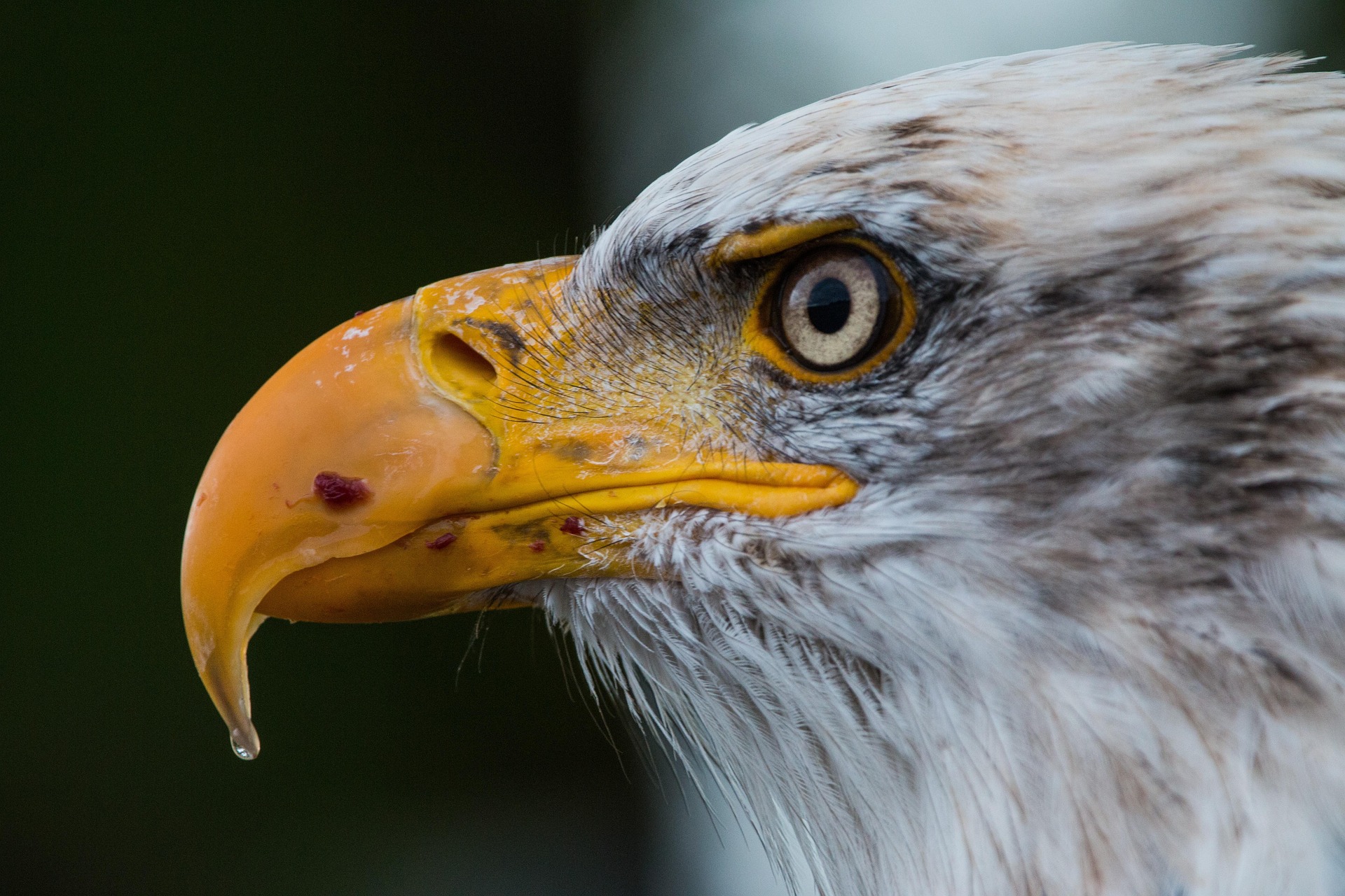 A closeup of a Bald Eagle's face in profile, one light eye shining. 