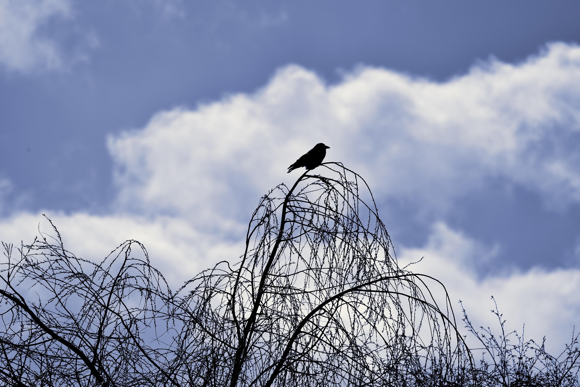 A bird, possibly a crow, seen in shadowed profile atop a tree with several bare branches, blue sky with white clouds in the background.