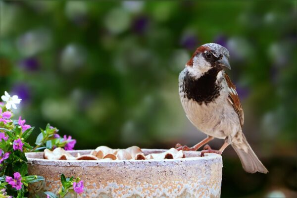 A House Sparrow feeds at a bird feeder, greenery in the background.