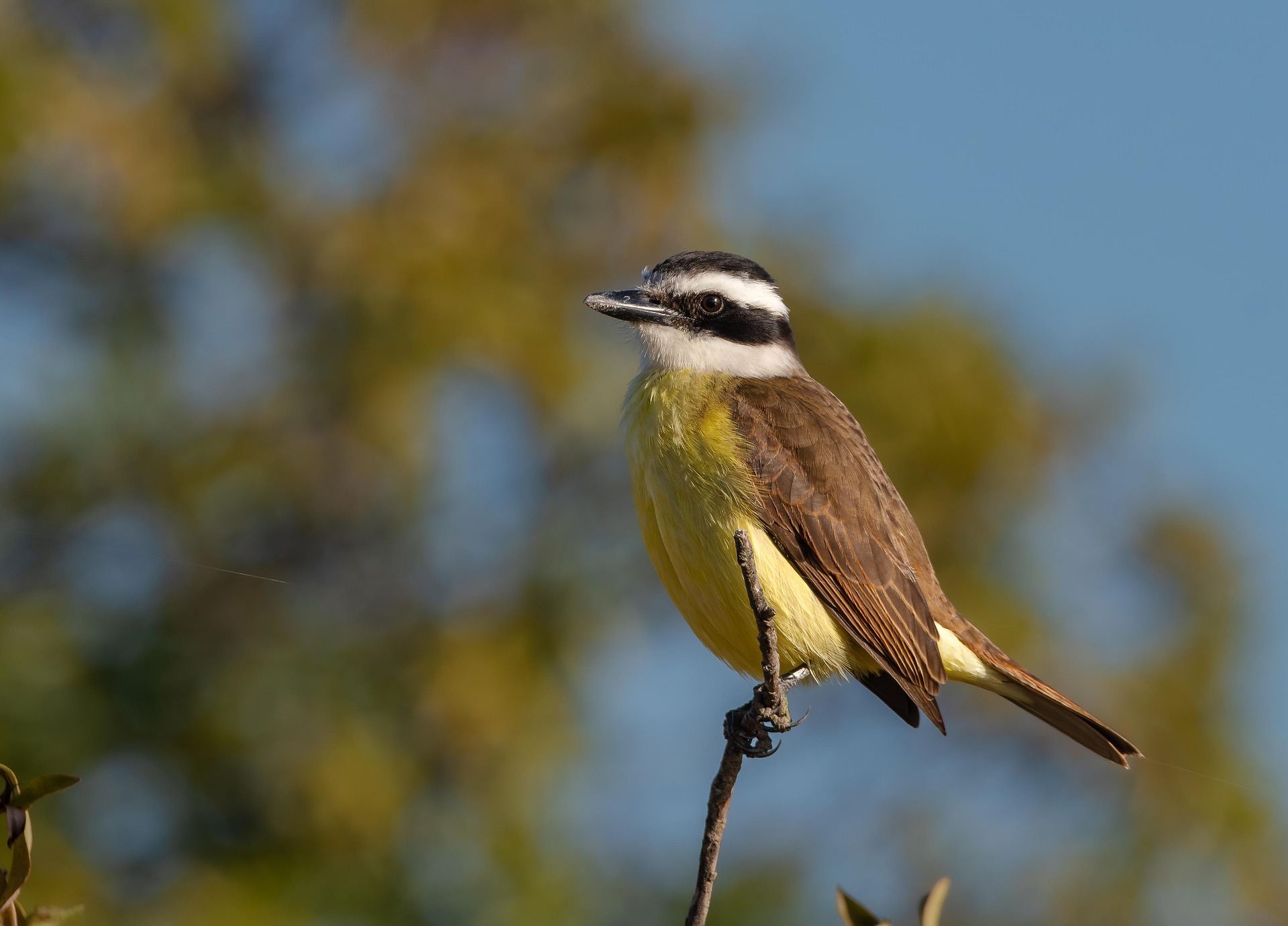 A Great Kiskadee perches atop a bare tree branch, beak slightly open as if singing, with a blue sky and green treetop background.